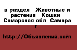  в раздел : Животные и растения » Кошки . Самарская обл.,Самара г.